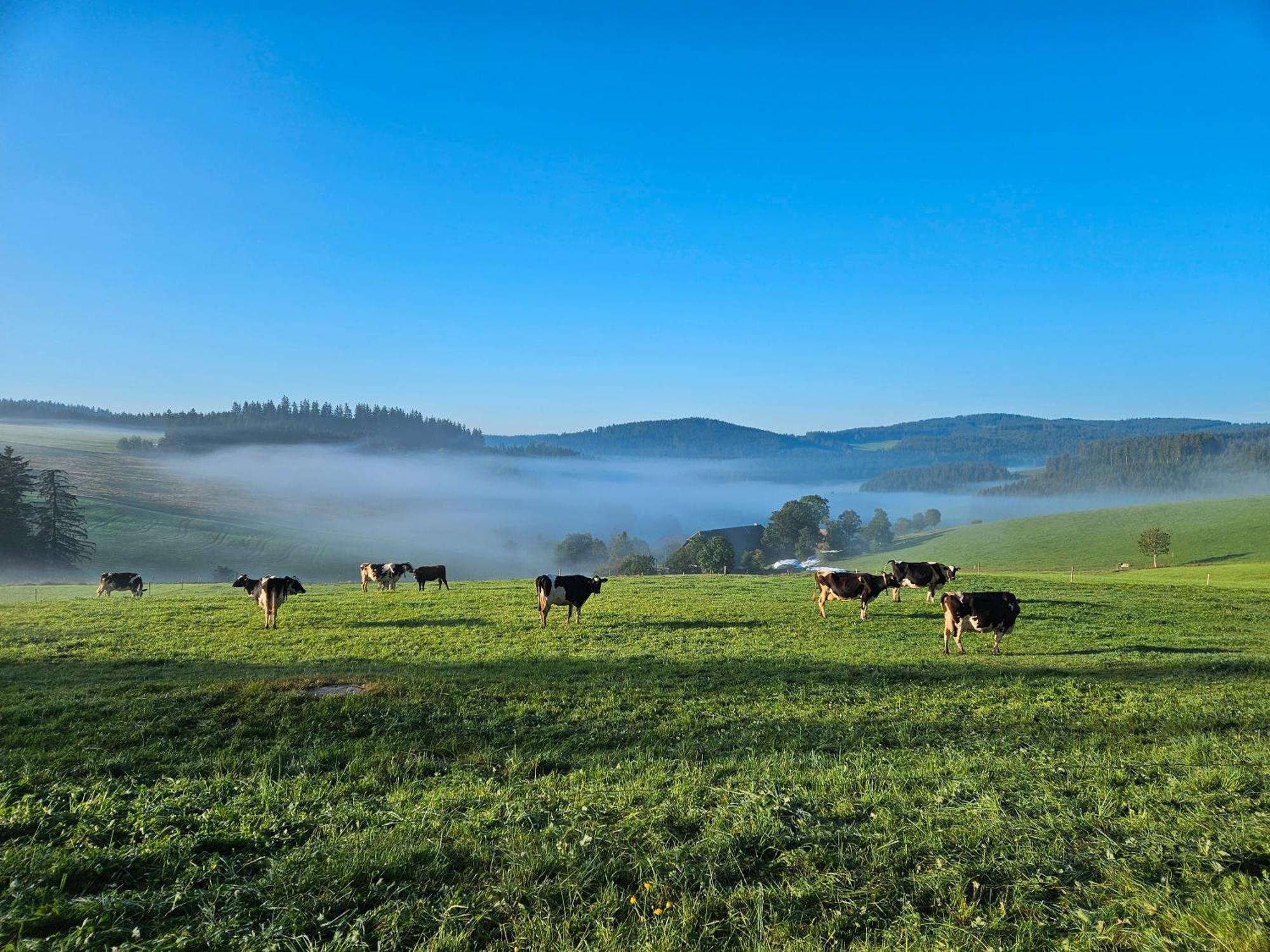 Lorenzenhaeusle Titisee-Neustadt Kültér fotó
